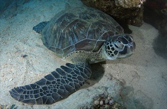 Green Sea TurtleÂ (Chelonia mydas) sleeping on sandy bottom