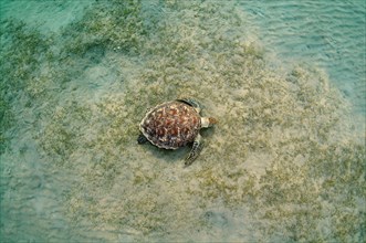 Green Sea TurtleÂ (Chelonia mydas) on sandy bottom