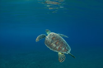Green Sea TurtleÂ (Chelonia mydas) floating up into the blue water