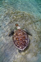 Green Sea TurtleÂ (Chelonia mydas) feeding on sea grass on the sandy bottom