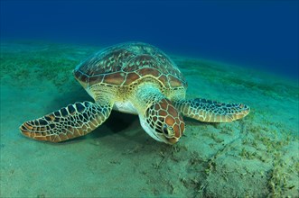 Green Sea TurtleÂ (Chelonia mydas) eating sea grass on the sandy bottom