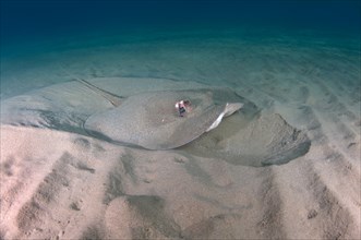 Round Ribbontail Ray (Taeniura meyeni) swimming over a sandy bottom