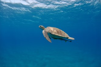 Green TurtleÂ (Chelonia mydas) swimming upwards into blue water