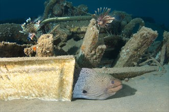 Giant Moray (Gymnothorax javanicus) under old shipwrecked fishing boat on sandy seabed