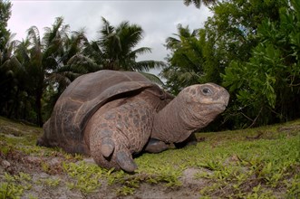Galapagos Tortoise (Chelonoidis nigra)