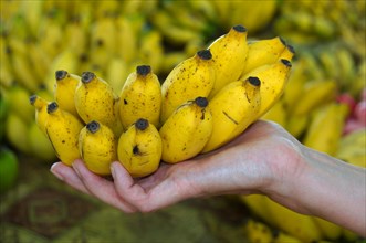 Bananas (Musa sp.) in a hand