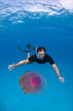 Snorkler looking at Cauliflower Jellyfish or Crown Jellyfish (Cephea cephea) Indian Ocean