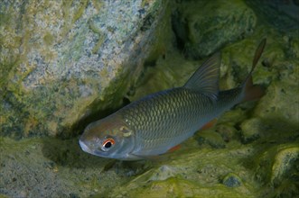 Common Rudd (Scardinius erythrophthalmus)