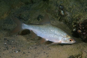 Common Rudd (Scardinius erythrophthalmus)