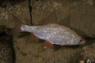 Common Rudd (Scardinius erythrophthalmus)