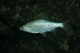 Common Rudd (Scardinius erythrophthalmus)