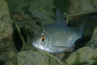 Common Rudd (Scardinius erythrophthalmus)