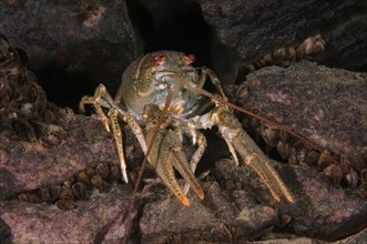 Danube Crayfish