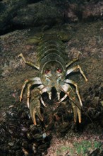 Danube Crayfish
