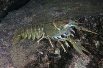 Danube Crayfish