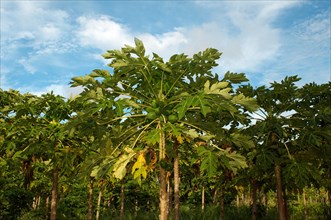 Plantation Papaya