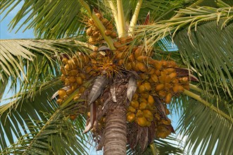 Ripe coconuts on a palm tree
