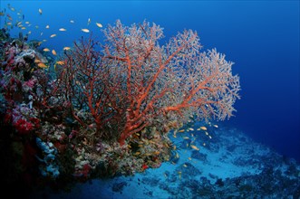 Siphonogorgia Soft Corals (Siphonogorgia sp.)
