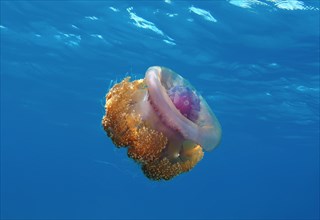 Crown Jellyfish or Cauliflower Jellyfish (Cephea cephea)