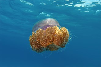 Crown Jellyfish or Cauliflower Jellyfish (Cephea cephea)