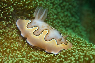 Nudibranch or sea slug Co's Goniobranchus (Chromodoris coi)