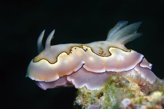Nudibranch or sea slug Co's Goniobranchus (Chromodoris coi)