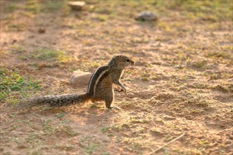 Indian Palm Squirrel or Three-striped Palm Squirrel (Funambulus palmarum) standing on hind legs and looking ahead