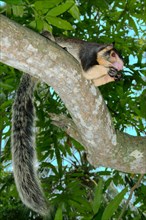Indian Giant Squirrel or Malabar Giant Squirrel (Ratufa indica)