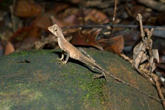 Brown-patched Kangaroo Lizard