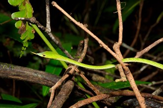 Long-nosed Tree Snake