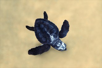 Baby Pacific Ridley Sea Turtle