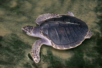 Young Pacific Ridley Sea Turtle