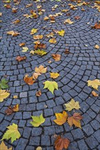 Autumnal maple (Acer) leaves on cobblestone