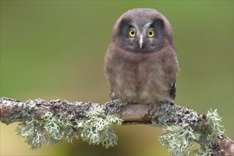 Boreal owl (Aegolius funereus)