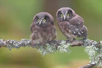 Boreal owls (Aegolius funereus)