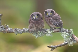 Boreal owls (Aegolius funereus)