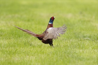 Common pheasant (Phasianus colchicus) cock flapping its wings