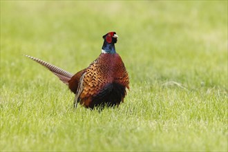 Common pheasant (Phasianus colchicus) cock standing in meadow