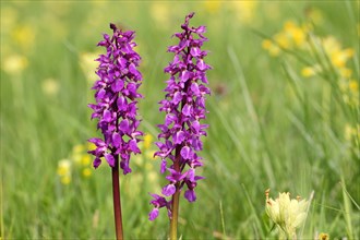 Early-purple Orchid (Orchis mascula) flowering