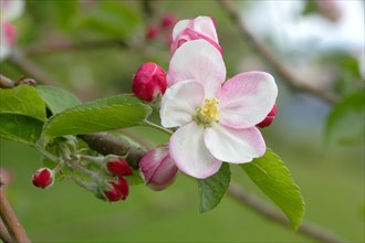 European Crab Apple (Malus sylvestris)