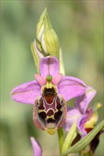 Late Spider-orchid (Ophrys holoserica