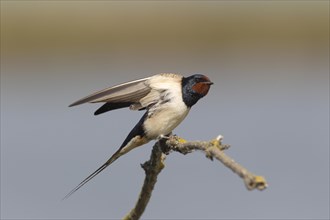 Barn Swallow (Hirundo rustica) perched on a branch