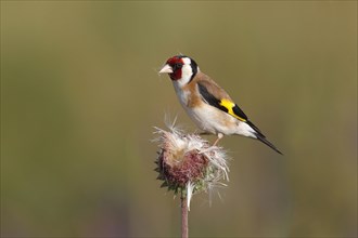 European Goldfinch (Carduelis carduelis) perched on a Musk Thistle (Carduus nutans)