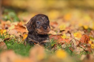 Dachshund (Canis lupus familiaris) puppy lying in Autumn foliage