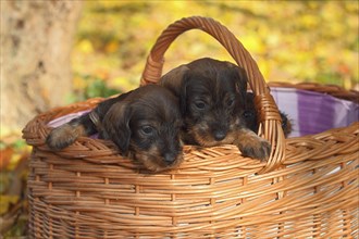 Dachshund (Canis lupus familiaris) puppy sitting in basket