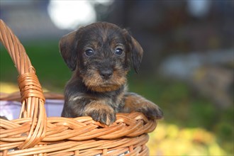 Dachshund (Canis lupus familiaris) puppy sitting in basket