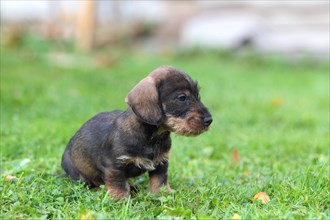 Dachshund (Canis lupus familiaris) puppy in meadow
