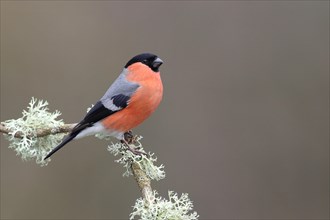 Bullfinch (Pyrrhula pyrrhula) male sitting on a branch with lichen