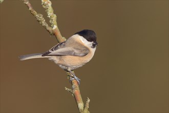 Willow Tit (Parus montanus) sitting on a tree branch