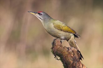 Grey-headed or grey-faced woodpecker (Picus canus)